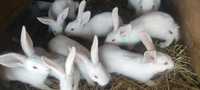 Młode króliki Termondzkie okazja wysyłka