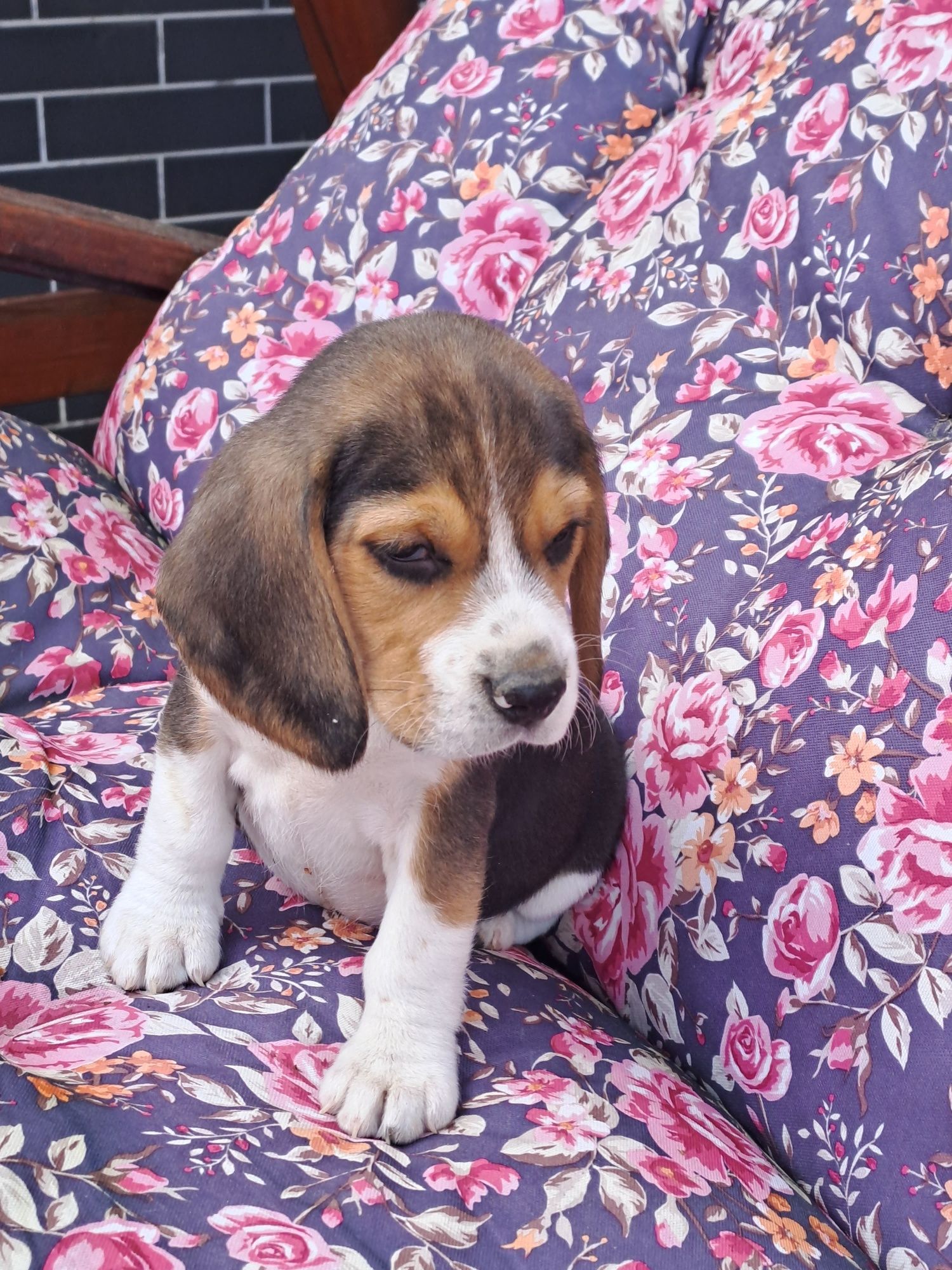 Sunia beagle z rodowodem.