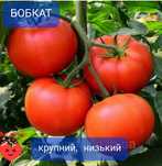 Семена  томатов и огурцов