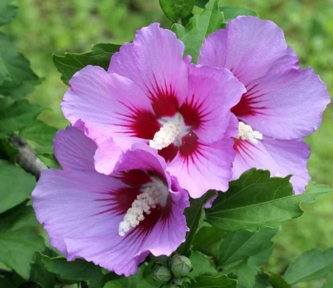 Sadzonki hibiskusa na żywopłot 50 cm