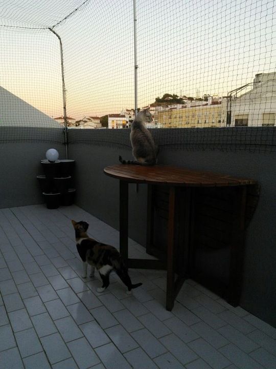 Siatka Wzmacniana Trixie Dla Kota Na Balkon 2x2 M