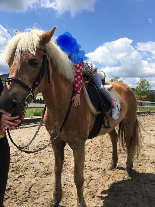 Klacz Haflinger Silke