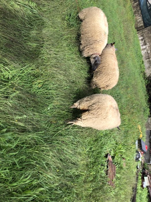 Vendo casal de ovinos  Blue de maine .