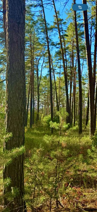 22 сот біля канала з рибою газ в 5 метрах до столиці 25км біля моря