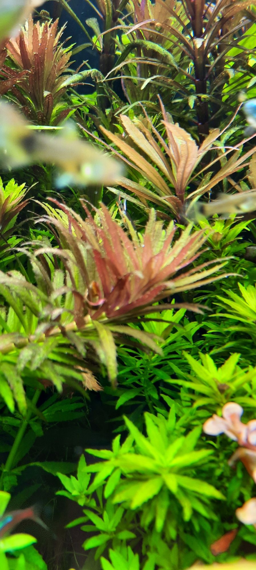 Limnophilia aromatica roślina akwarystyczna