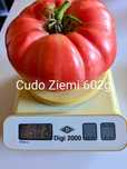 Cudo Ziemi Pomidor rosyjski  Nasiona kolekcja