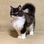 Кот. Scottish straight. Шотландские кошки.