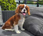 Cavalier King Charles Spaniel Sunia Do Odbioru Komplet Szczepien