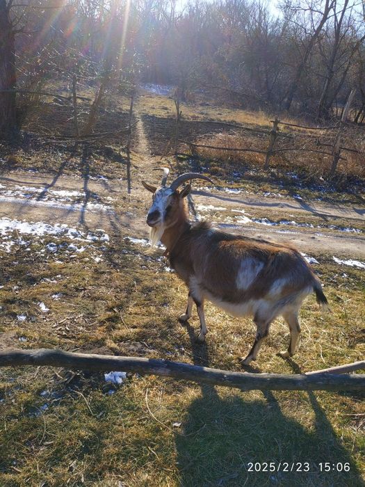 Продам кози великі і малі