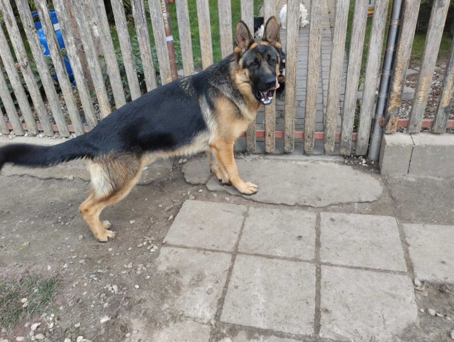 Owczarek Niemiecki krótkowłosy