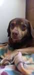Cadela 5anos para adopção