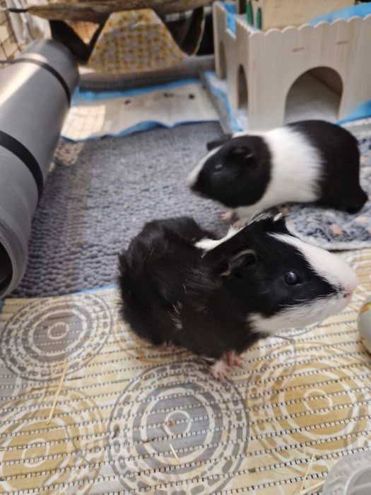 Świnki Morskie parka