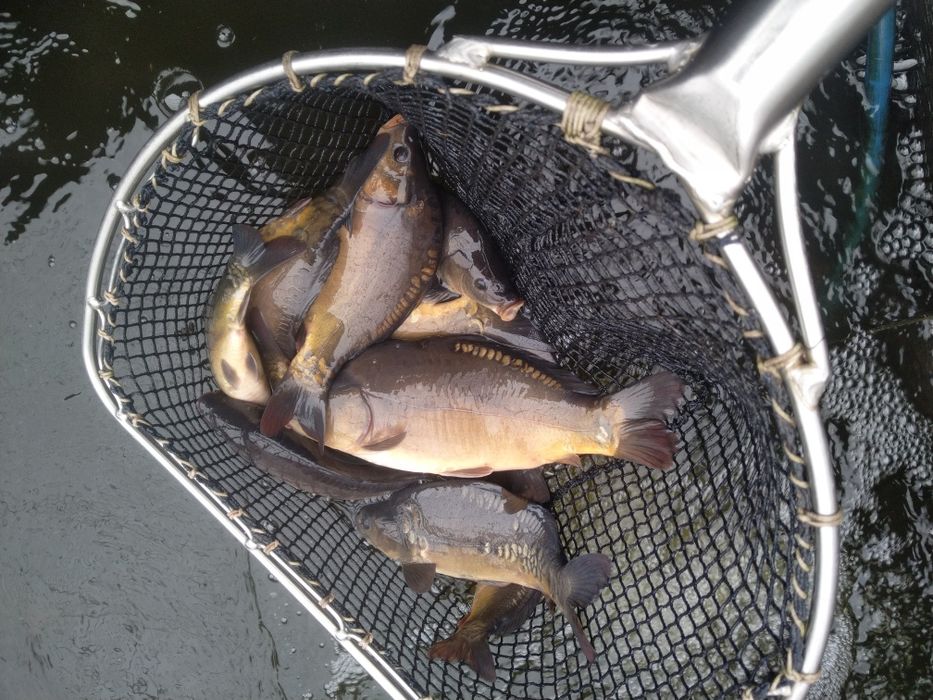 Karp narybek kroczek DOSTĘPNY