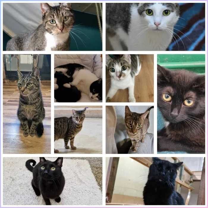 róże śliczne zadbane kociaki do adopcji