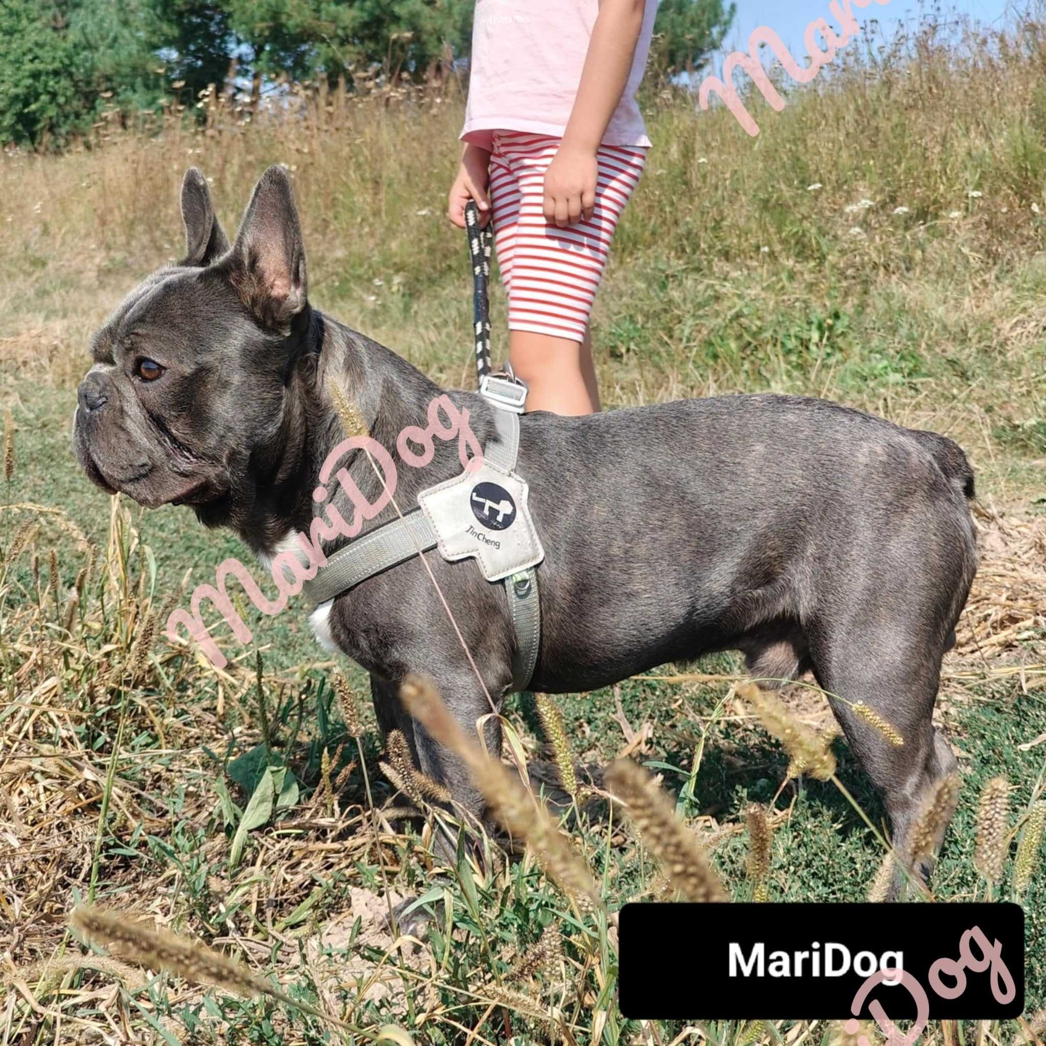 Buldog francuski BLUE piesek niebieski szczeniak suczka suka BEZ PRĘG!