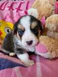 **WELSH CORGI CARDIGAN **sunia tricolor do rezerwacji
