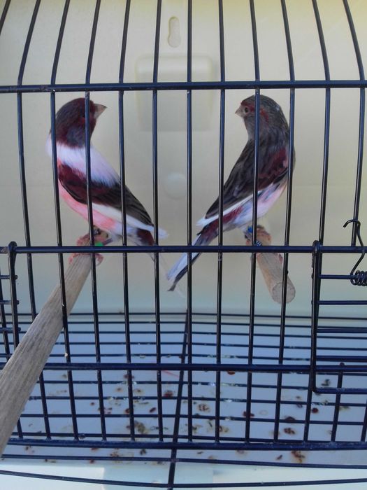 Tenho alguns canarios