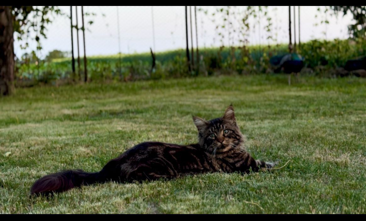 Котята Мей - кун
