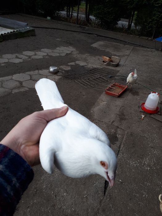 Gołębie pocztowe białe para lęgowa