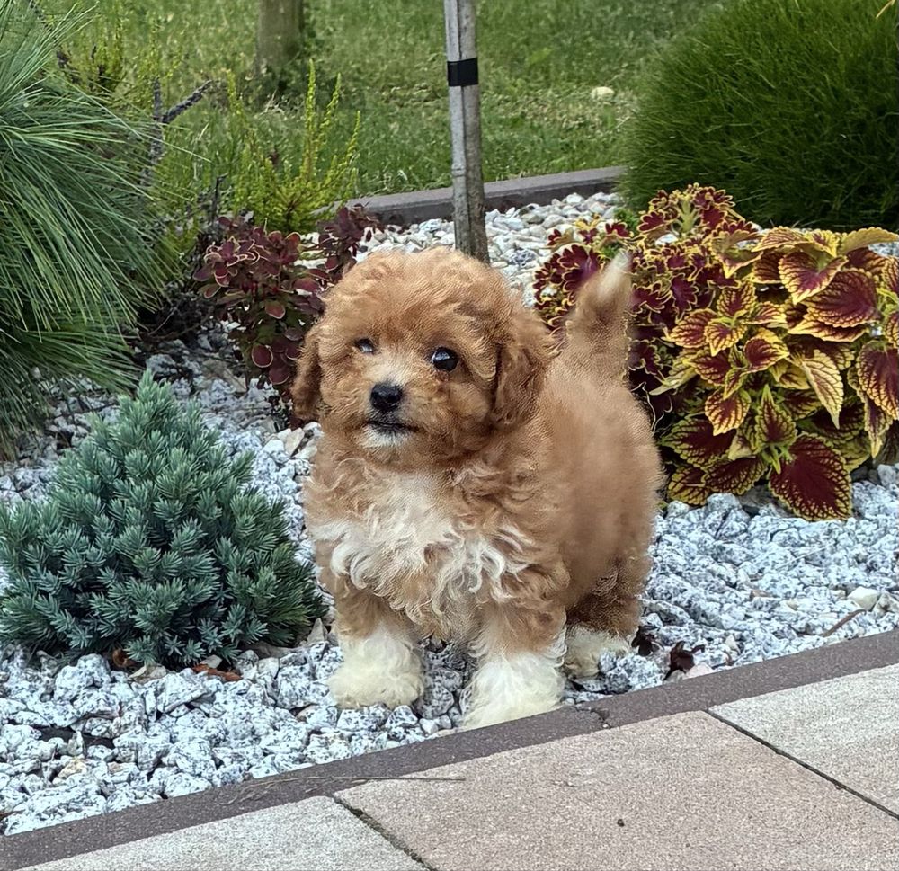 Bichpoo Maltipoo super suczka