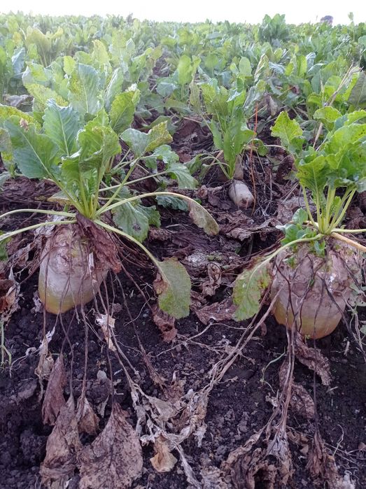 Продам буряк кормовий.