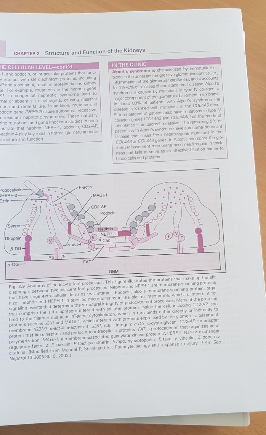 Mosby Physiology Endocrine and Reproductive, Renal e Cardiovascular