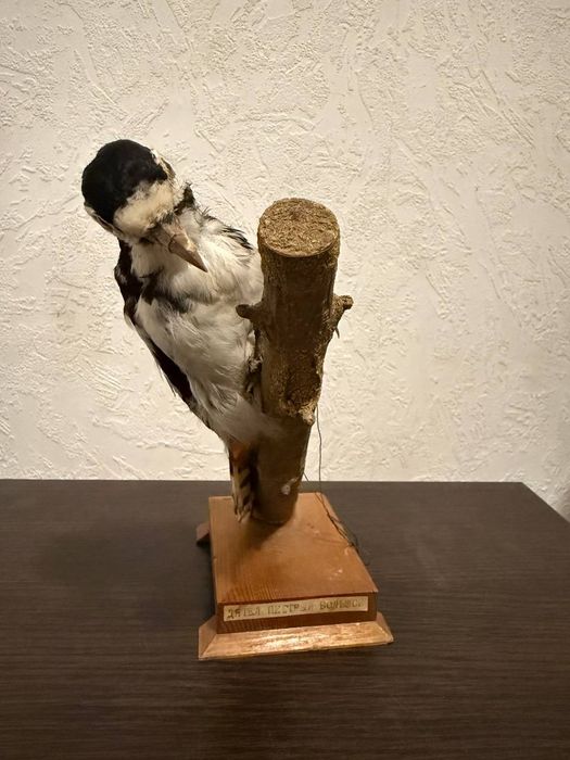 Чучело пёстрого дятла