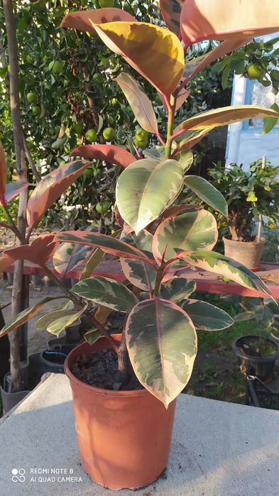 Фикус Белиз (для размножения)