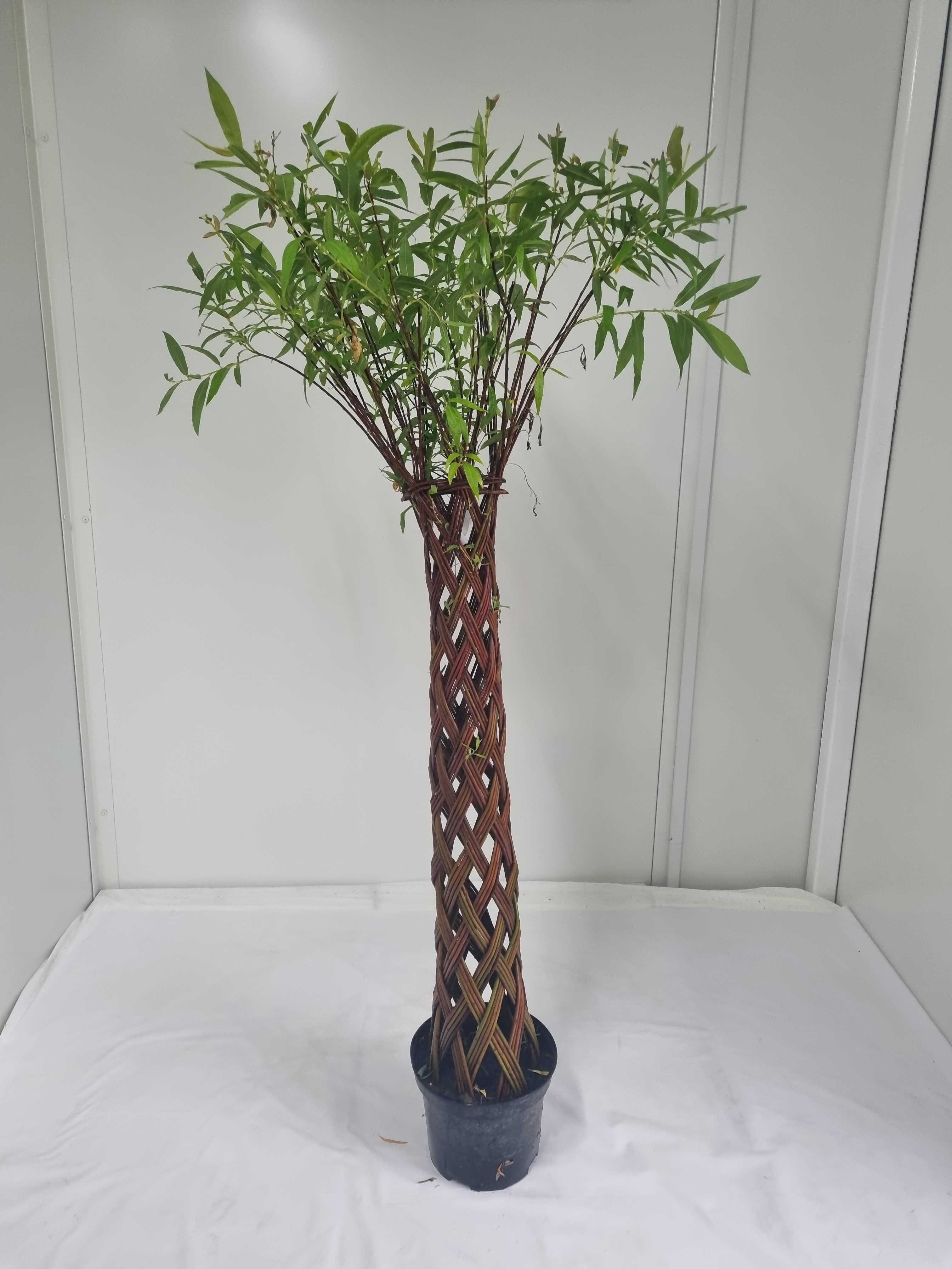 Wierzba Pleciona – Dekoracyjna Forma, Wys. 140 cm, Doniczka 5L