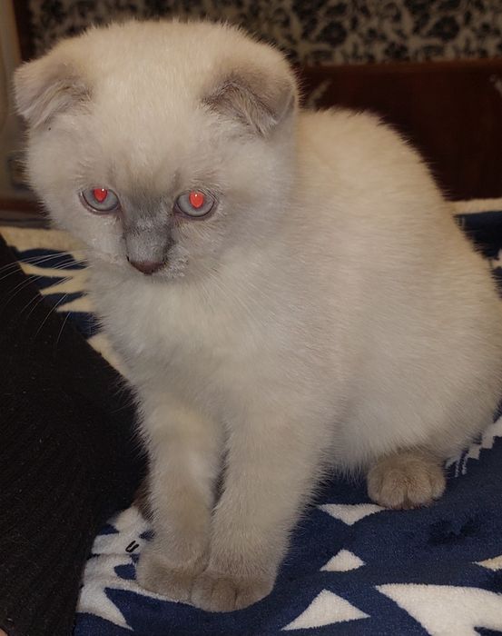 Котёнок Шотландский вислоухий Девочка.
