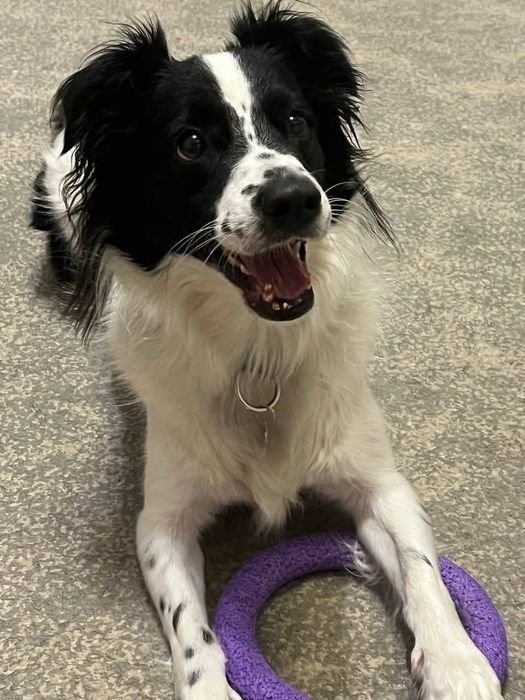 Отдамо в добрі руки ,хорошого хлопчика Амура