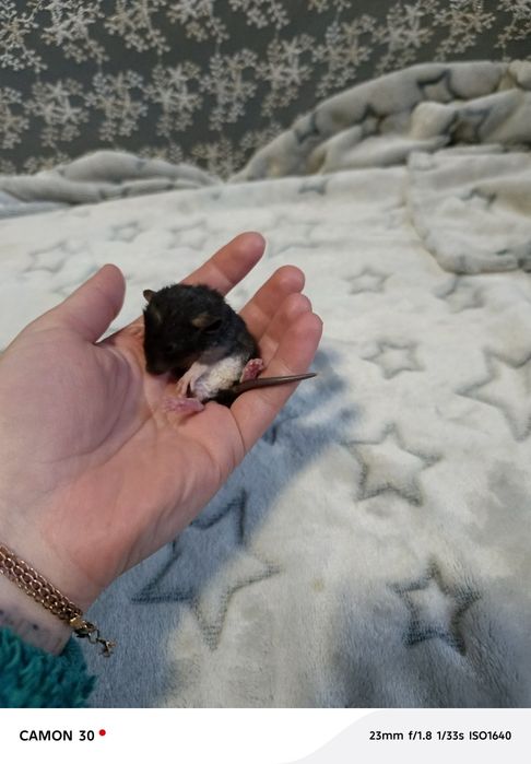 Крысята Реск и Дамбо