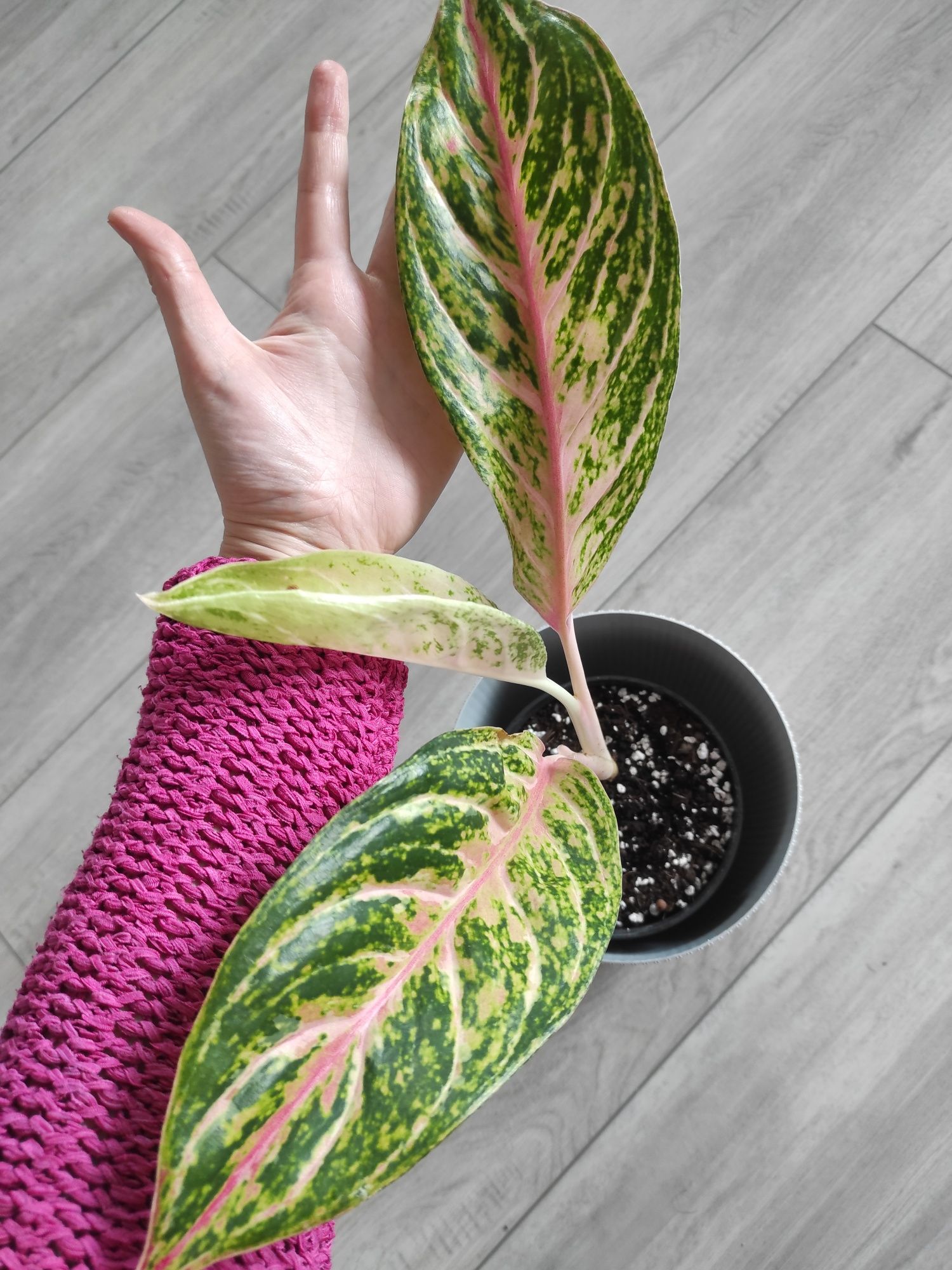 Aglaonema cocomelon