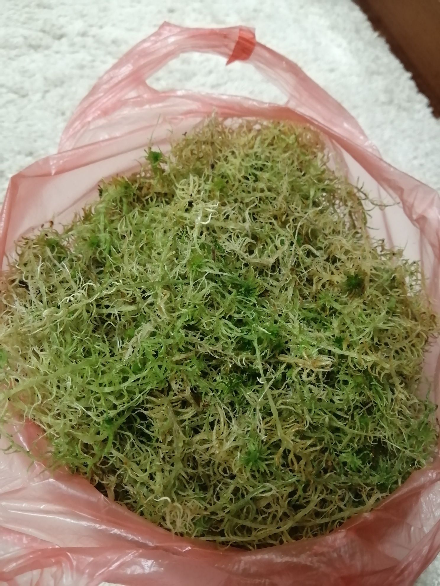 Живий Мох сфагнум.1 л 27 грн