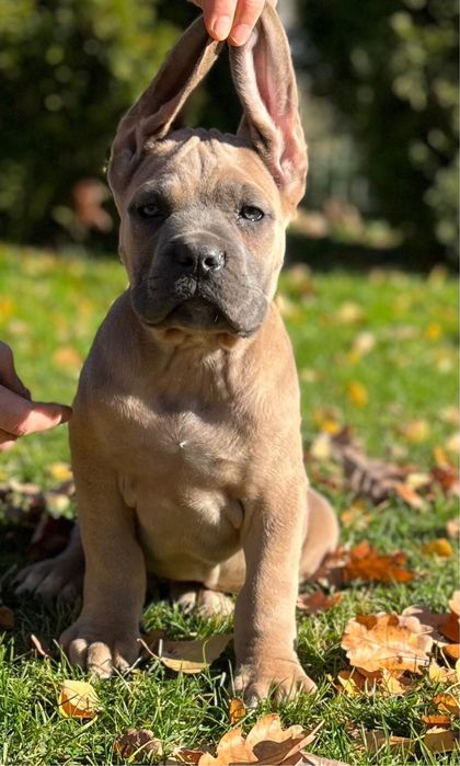 Cane Corso szczenię