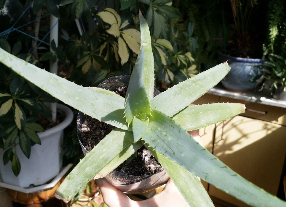 Алоэ Вера, ALOE VERA, лечебное алое.