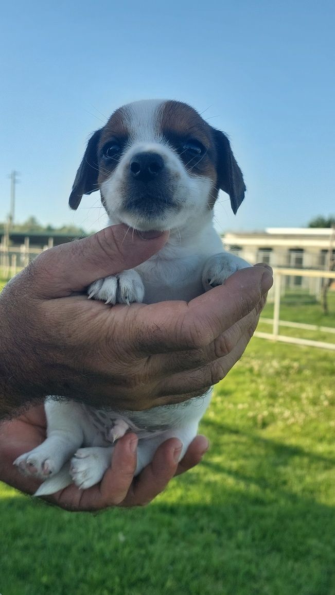Jack russel Terrier TOP
