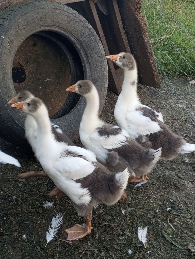Kaczory biegusy młode gąski pomorskie call duck