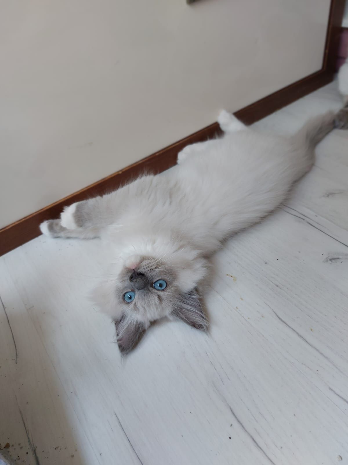 Ragdoll Kocurek gotowy do odbioru