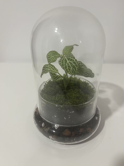 Terrário com materiais naturais e ecológicos