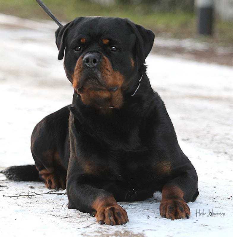 Rottweiler, szczeniak, piesek, ZKwP