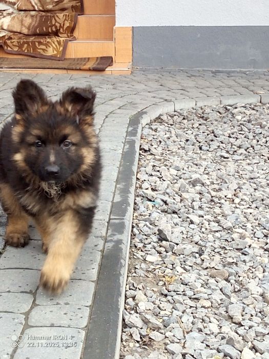 Sprzedam szczeniaka owczarka niemieckiego długowłosego