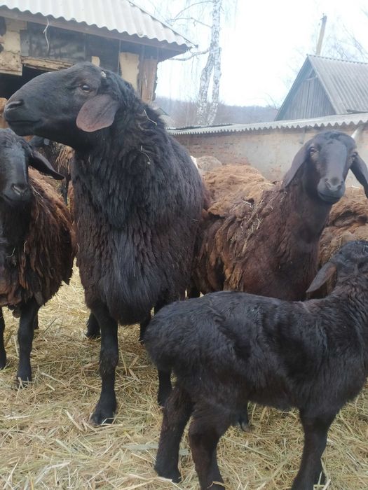 Вівці курдючної породи для розведення.