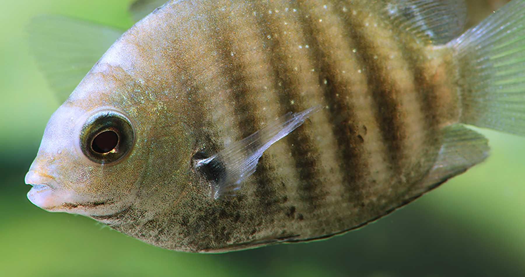 Żółtaczek cejloński - Etroplus suratensis - dowóz, wysyłka