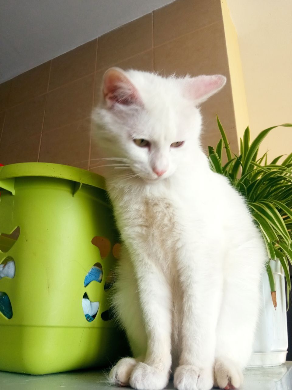 Котя! Котик 1,5 р. Мітити не буде