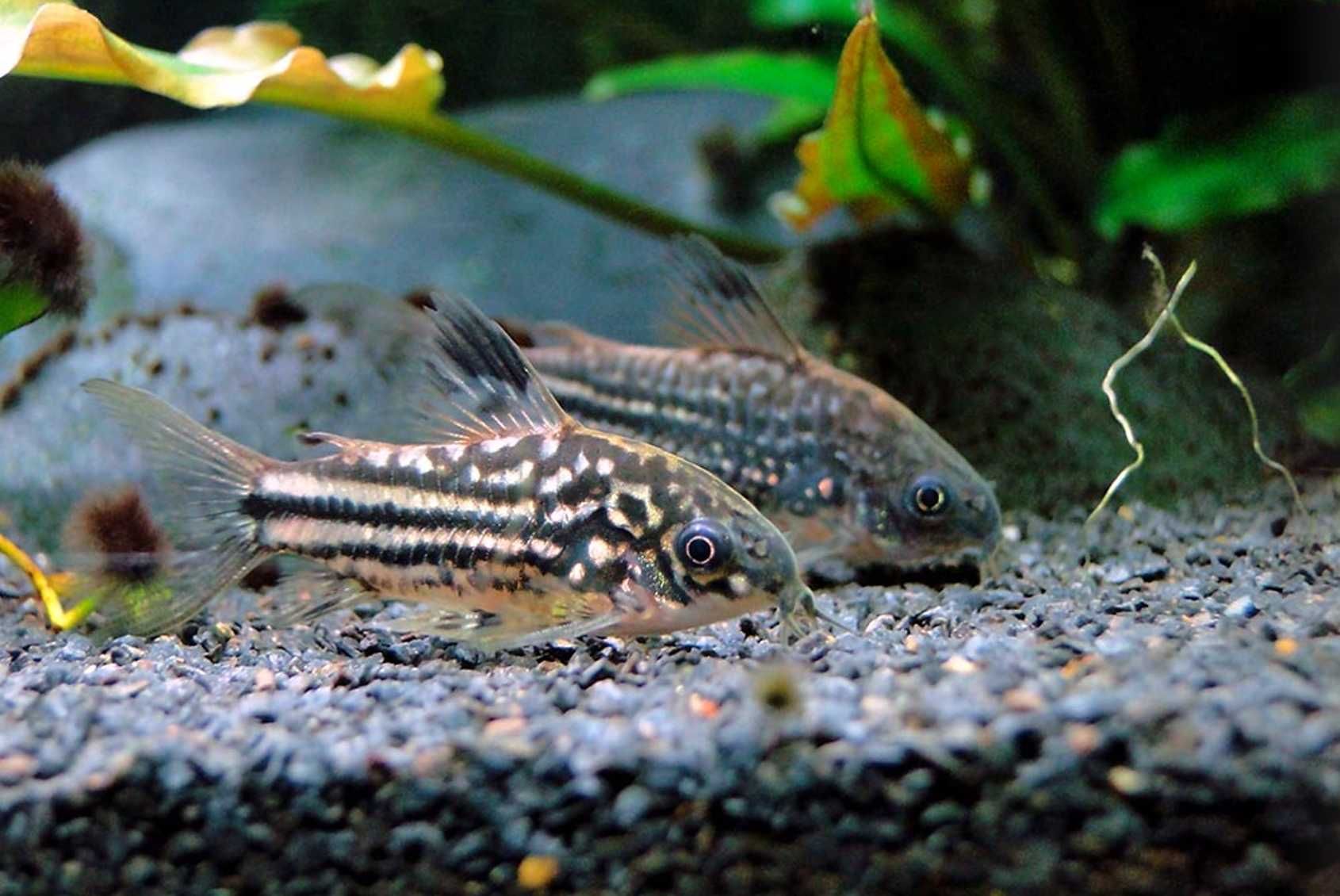 Kirysek mały - Corydoras nanus - Kirys - dowozimy, wysyłamy