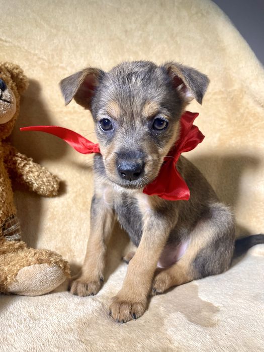 Гарнюня чекає на тебе