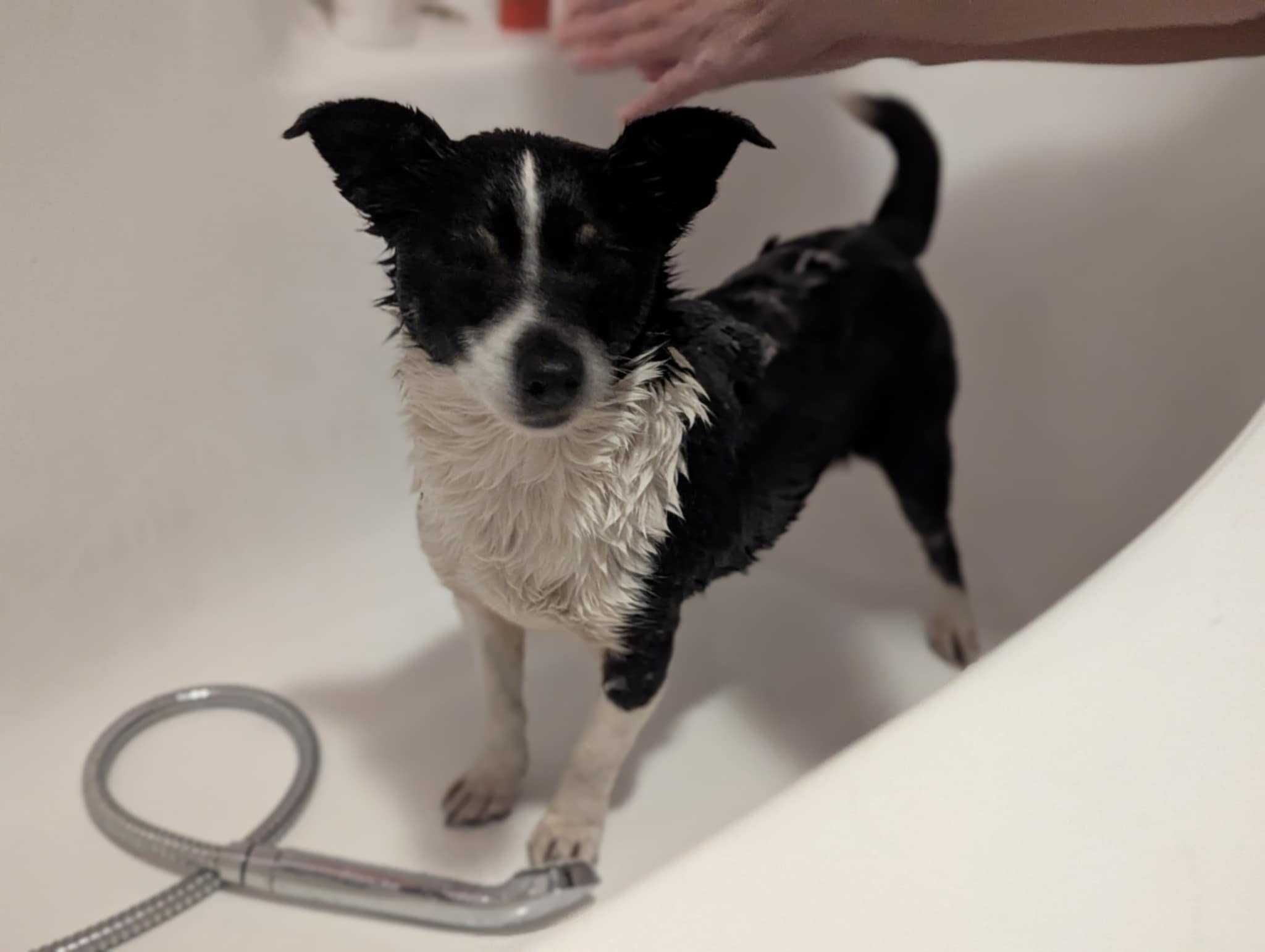 PSOTKA - urocza mała suczka do adopcji