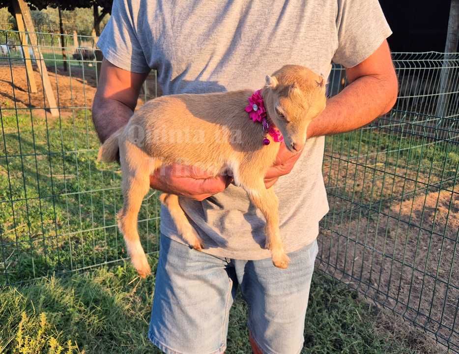 Cabrinha Anã Única com Mini - Orelhas