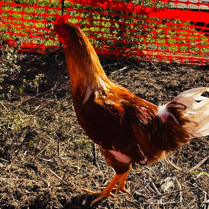 Galo Brahma e também galo da raça das galinhas poedeiras